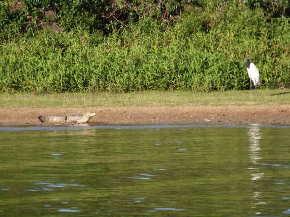 Tuiuiu e jacaré dividem o mesmo espaço na margem do Rio Cuiabá, região de Porto Jofre, no final da rodovia Transpantaneira, no Pantanal Norte, no Mato Grosso